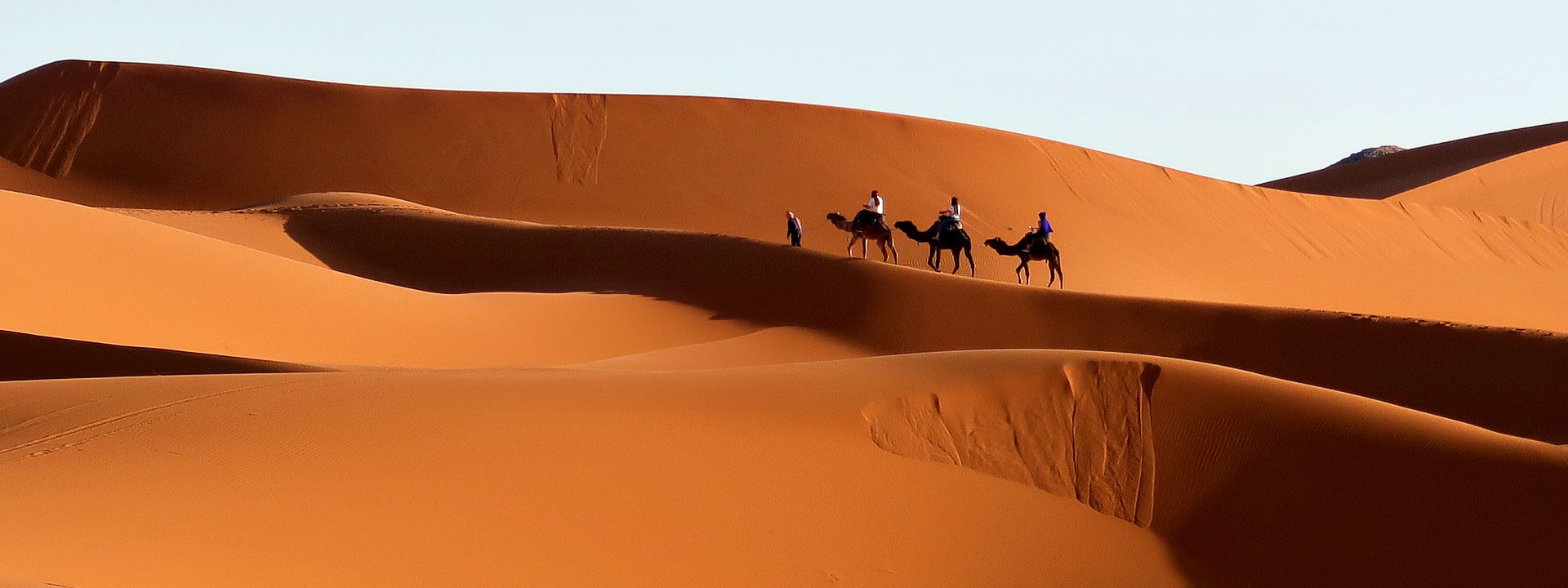 Caravana de dromedarios cruzando el desierto de Erg Chebbi