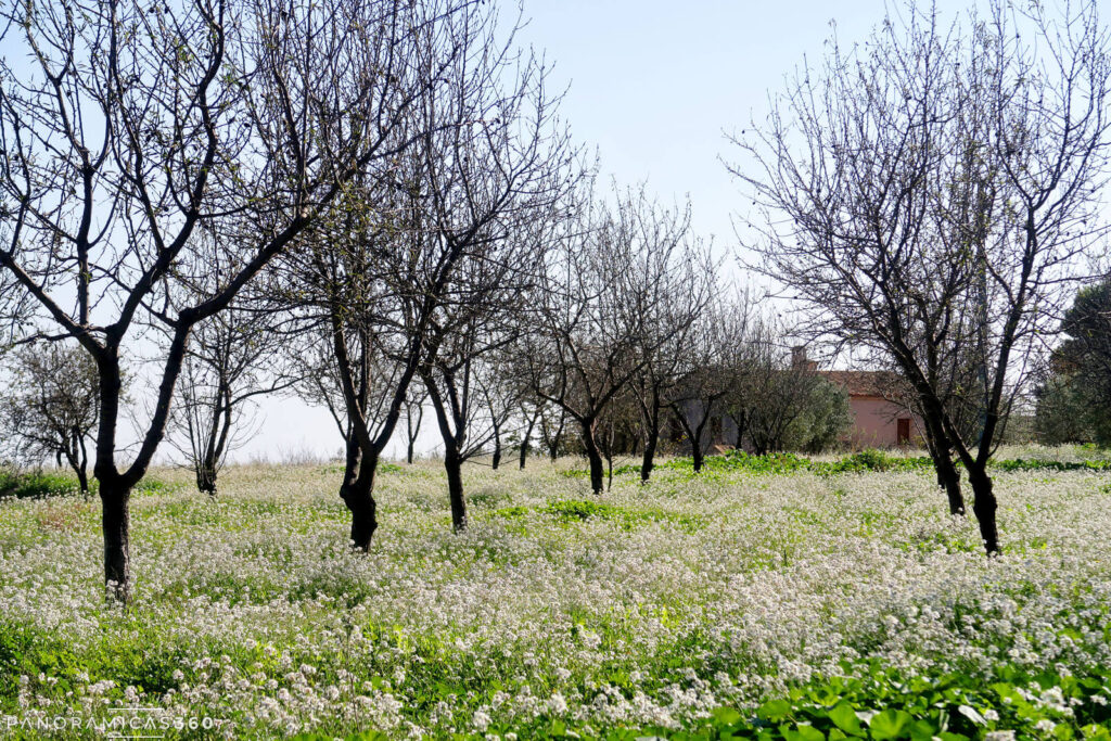 Campo de frutales en Xixona