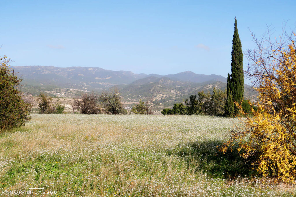 Campo florido en Xixona