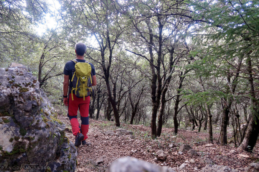 Bajada por un bosque mediterráneo bien conservado