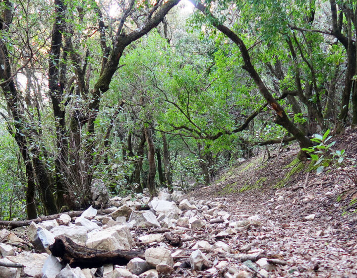 Bosque Mediterráneo en la ladera del Pico Terril