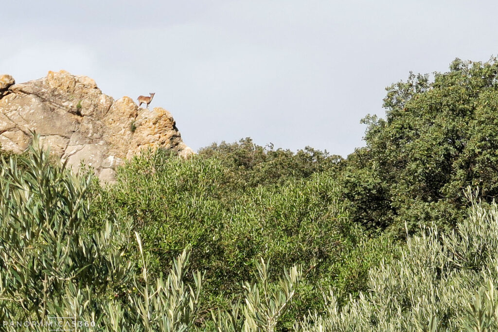 Hembra de cabra montés sobre una roca en el olivar