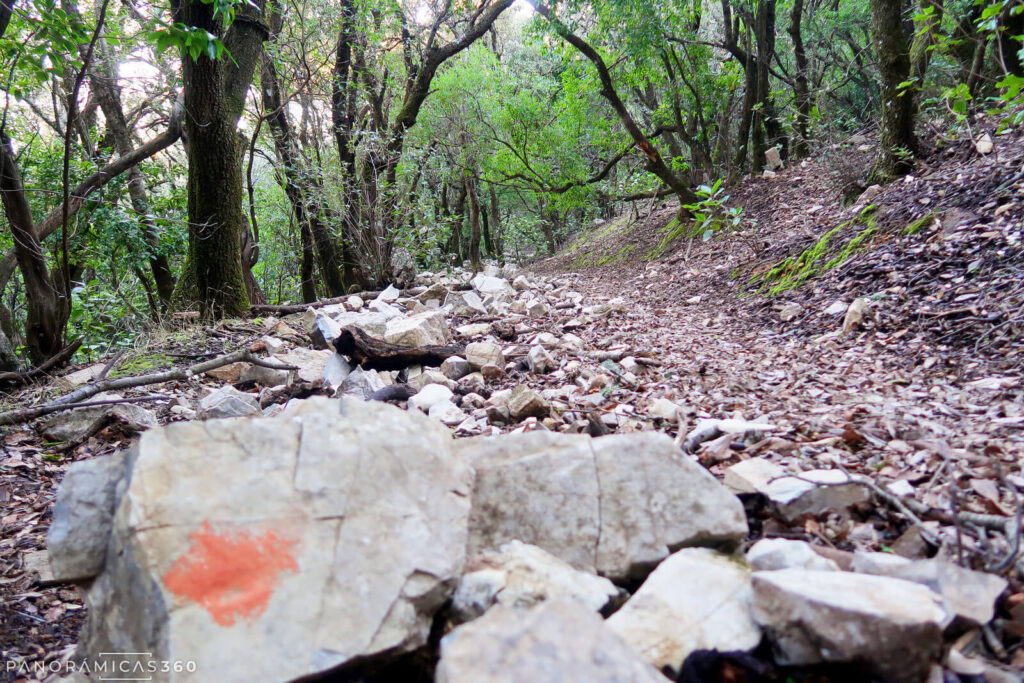 Bosque Mediterráneo en la ladera del Pico Terril