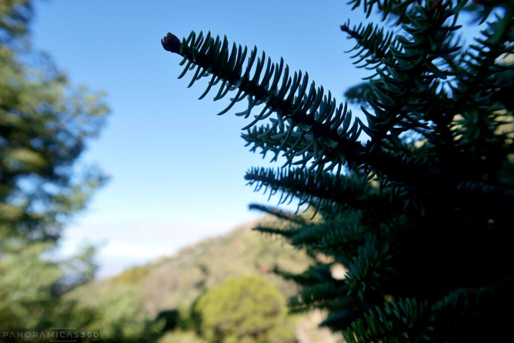 Acículas de pinsapo a contraluz