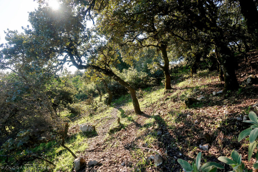 Ladera norte del Pico Terril